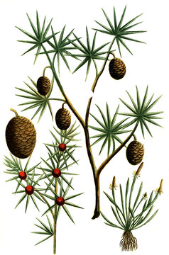 Cauda muris, Cedrus libani Libanon-Zeder, Cedrus phoenicea