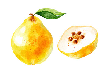 Watercolor quince fruit. Packaging, labels, menu, recipe, branding design. Hand drawn botanical set isolated illustration