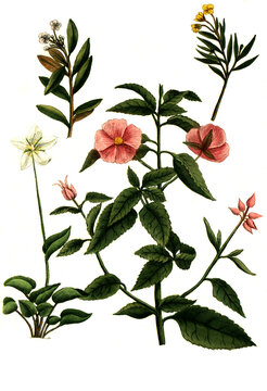 Zistrosen, Cistus ledon, rosmarinus, palustris