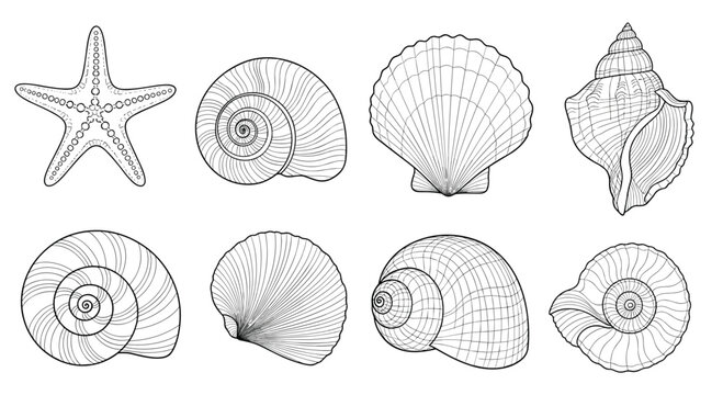 Collection of hand-drawn ocean shells and a starfish, perfect for marine life and beach-themed designs.