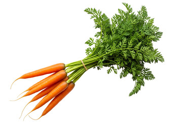 Fresh bunch of organic carrots with green tops tied together isolated on transparent background