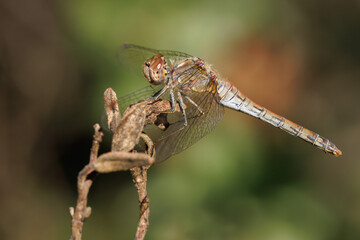 Hembra de Libélula Flecha Roja (Sympetrum striolatum) sobre Cistus albidus, Alcoy, España