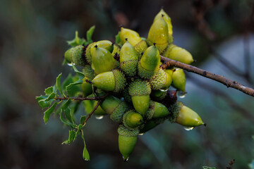 Bellotas Verdes de Encina (Quercus ilex) con gotas de lluvia, Alcoy, Espa&ntilde;a
