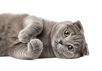 Adorable scottish fold cat lying on its back with paws up isolated on transparent background