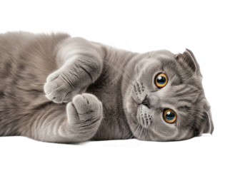 Adorable scottish fold cat lying on its back with paws up isolated on transparent background
