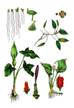 Kleine Wasserlinse, Schwimmendes Laichkraut, Gefleckter Aronstab, Arum maculatum (unten links bis mitte), Sumpf-Calla oder Drachenwurz, Calla palustris (rechts unten)