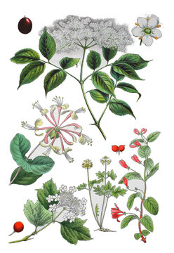 Holunder, Sambucus nigra (oben), Geissblatt,  Lonicera caprifolium(links),Schneeball, Viburnum opulus (unt links),  Moschuskraut, Adoxa moschatellina (unten), Tataren-Heckenkirsche, Lonicera tataric