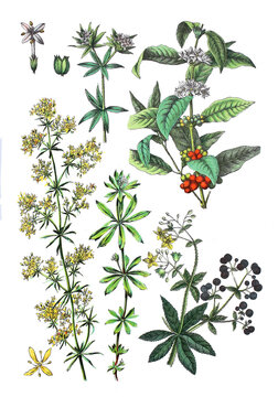 Echtes Labkraut, Galium verum (links unten),  Ackerroete, Sherardia arvensis (links oben), Arabica-Kaffee, Coffea arabica,  Waldmeister, Galium odoratum (unten mitte), Faerberkrapp, Rubia tinctorum