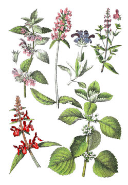 Schwarznessel, Echte Betonie,  Grossbluetige Braunelle, Sumpf-Ziest, Wald-Ziest, Stachys sylvatica Gewoehnlicher Andorn