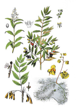Gemeiner Liguster, Zaunriegel, Ligustrum vulgare (oben links), Olivenbaum Olea europaea (oben rechts), Gemeine EscheFraxinus excelsior (unten links), Gewoehnlicher Wasserschlauch, Utricularia vulgaris