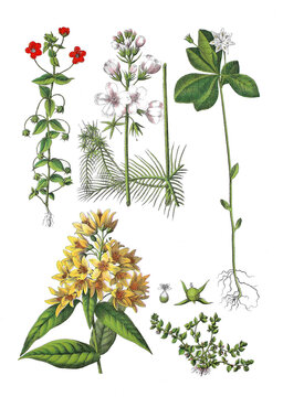 Acker-Gauchheil, nagallis arvensis,  Wasserfeder, Hottonia palustris, Siebenstern,  Trientalis europaea, Gewoehnlicher Gilbweiderich, Felberich, Lysimachia vulgaris, Zwerg-Gauchheil, Anagallis minima
