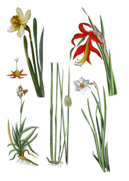 Gelbe Narzisse, Narcissus pseudonarcissus, Jakobslilie, Sprekelia formosissima,  Feld-Hainsimse, Luzula campestris, Knaeuel-Binse, Juncus conglomeratus,  Weisse Narzisse, Narcissus poeticus