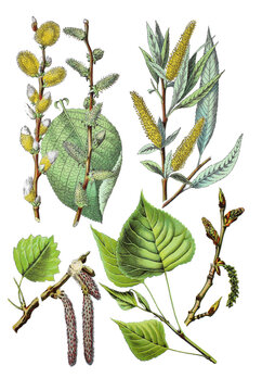 Salweide, Salix caprea (oben links), Bruch-Weide auch Knack-Weide, Salix fragilis (oben rechts), Espe,  Zitterpappel, Populus tremula (unten links), Schwarz-Pappel Populus nigra