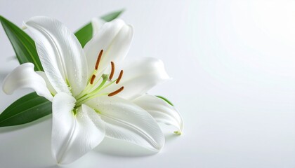Fototapeta premium White Lily Flower on Light Background
