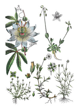 Blaue Passionsblume, Passiflora caerulea,  Dolden-Spurre, Holosteum umbellatum,  Niederliegendes Mastkraut, Sagina procumbens, Acker-Hornkraut, Cerastium arvense Moos-Nabelmiere, Moehringia muscosa
