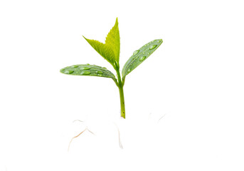 Close up of a small green seedling with water droplets on its leaves isolated on transparent background