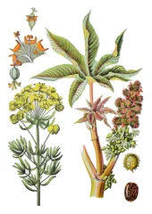 Canvas schilderij Jungle Zypressen-Wolfsmilch, Euphorbia cyparissias (links), Wunderbaum, Ricinus communis (rechts)  © Bildagentur-o