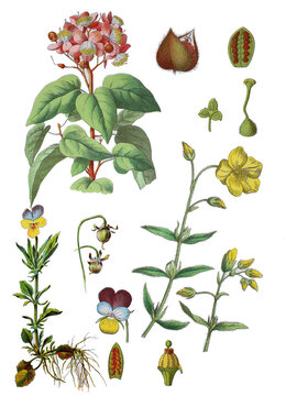 Annattostrauch, Orleanstrauch, Bixa orellana,  Wilde Stiefmuetterchen, Ackerveilchen, Viola tricolor (unten links),  Gelbe Sonnenroeschen, Gewoehnliches Sonnenroeschen, Helianthemum nummularium 
