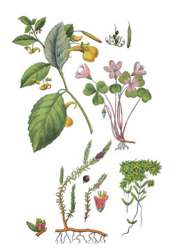 Grosses Springkraut, Echtes Springkraut, Ruehr-mich-nicht-an, Impatiens noli-tangere, Waldsauerklee, Oxalis acetosella, Schwarze Kraehenbeere,  Empetrum nigrum, Sumpf-Wasserstern Callitriche palustris