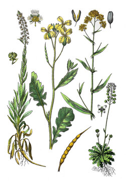 Faerber-Wau, Faerber-Resede, Echter Wau, Gelb- oder Gilbkraut, Reseda luteola (links), Acker-Rettich, Hederich oder Wilder Rettich, Raphanus raphanistrum (2. von links)