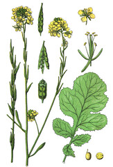 Brassica nigra, Schwarzer Senf