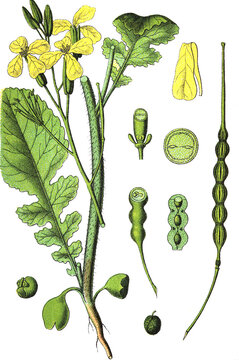 Raphanus raphanistrum, Acker-Rettich, auch Hederich oder Wilder Rettich