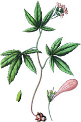 Cardamine pentaphyllos, Finger-Zahnwurz