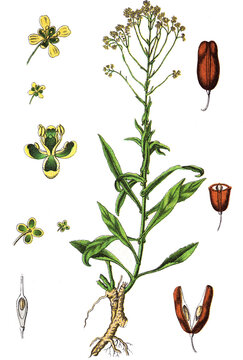 Isatis tinctoria, Faerberwaid oder Deutscher Indigo