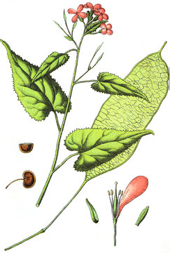 Lunaria rediviva, Ausdauerndes Silberblatt, auch Wildes Silberblatt oder Mondviole