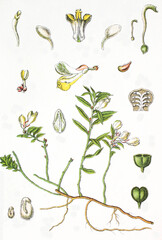 Buchs-Kreuzblume Polygala chamaebuxus auch Alpen-Zwergbuchs, Buchsblaettrige Kreuzblume