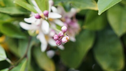 Against a Backdrop of Verdant Leaves, the Promise of a Future Harvest Emerges in a Cluster of Pink-Hued and Ivory-White Citrus Flowers