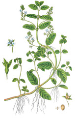 Bachbunge Veronica beccabunga