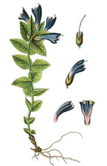 Der Alpenhelm Bartsia alpina, auch Braunhelm, Alpen-Trauerblume oder Bartschie