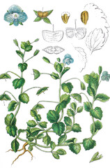 Persische Ehrenpreis Veronica persica