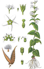 Schwalbenwurz Vincetoxicum hirundinaria