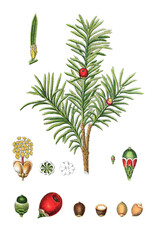 Europaeische Eibe Taxus baccata, auch Gemeine Eibe oder nur Eibe genannt