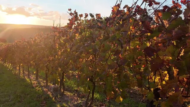 Walking through an autumn vineyard after the grape harvest. Colorful autumn leaves in the vineyard. The concept of colorful autumn and colors. The sunset over an autumn grapevine.