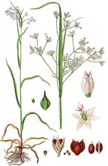 Weissliche oder Weisse Hainsimse Luzula luzuloides © Bildagentur-o