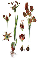 Vielbluetige Hainsimse Luzula multiflora © Bildagentur-o