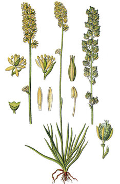 Gewoehnliche Simsenlilie Tofieldia calyculata