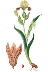 Obraz premium Bunte Schwertlilie oder Bunt-Schwertlilie Iris variegata