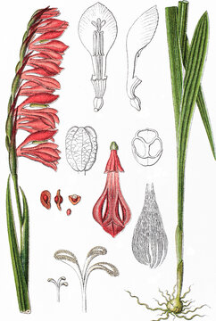 Dachzieglige Gladiole oder Wiesen-Siegwurz Gladiolus imbricatus