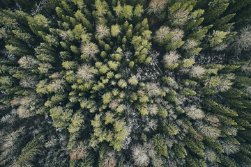 Aerial view of spruce forest with frost
