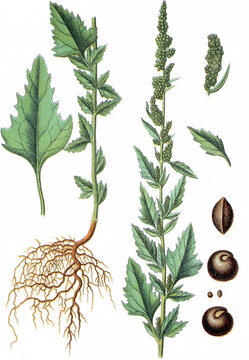 Ackermelde, Chenopodium agreste