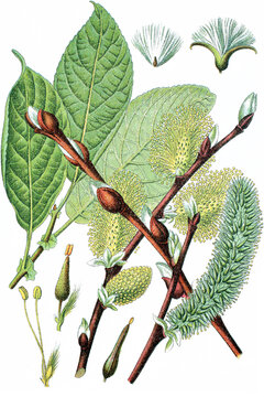 Die Sal-Weide Salix caprea, veraltete Schreibweise Saalweide