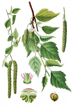 Birke, Betula verrucosa