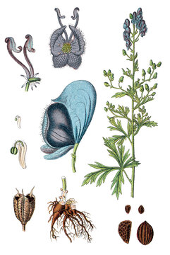 Der Blaue Eisenhut Aconitum napellu