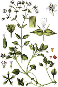 Oben: Hain-Miere, Minuartia nemorum - Unten: Vogelmiere, Minuartia media