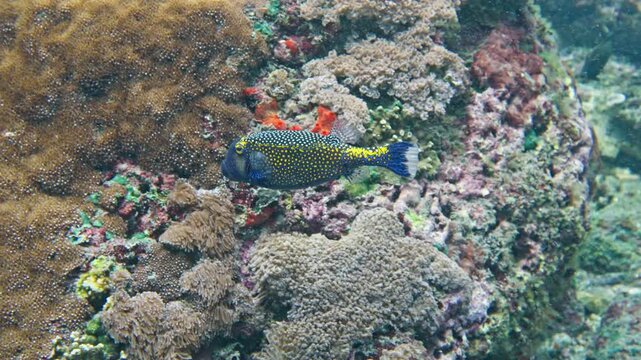 Whitespotted boxfish, Ostracion cubicum Blue-spotted Box-fish, Cubed Boxfish, Cubical Boxfish, Polka Dot Boxfish in Bali in slow motion