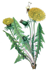 Loewenzahn, Taraxacum officinale
